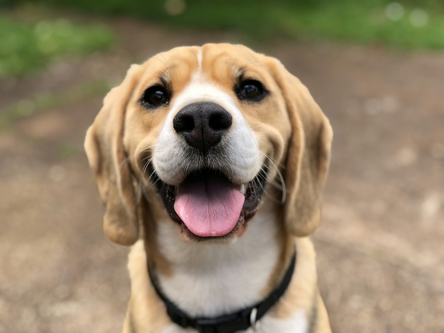 Max - 2yr Beagle, South Delhi