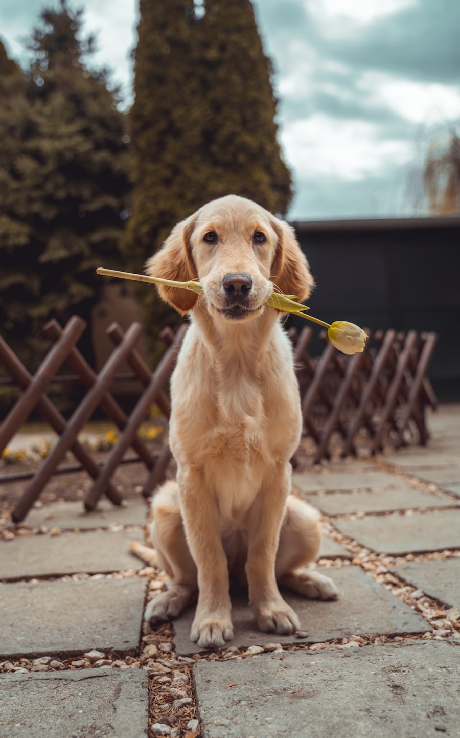 A golden retriever puppy holding a flower