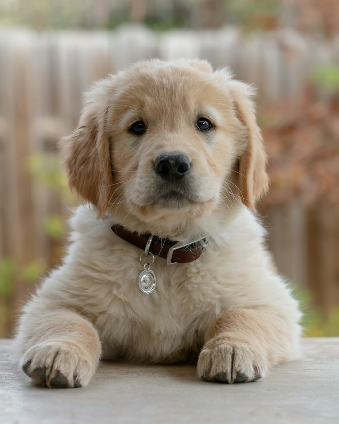 Daisy - 5yr Golden Retriever, Dwarka