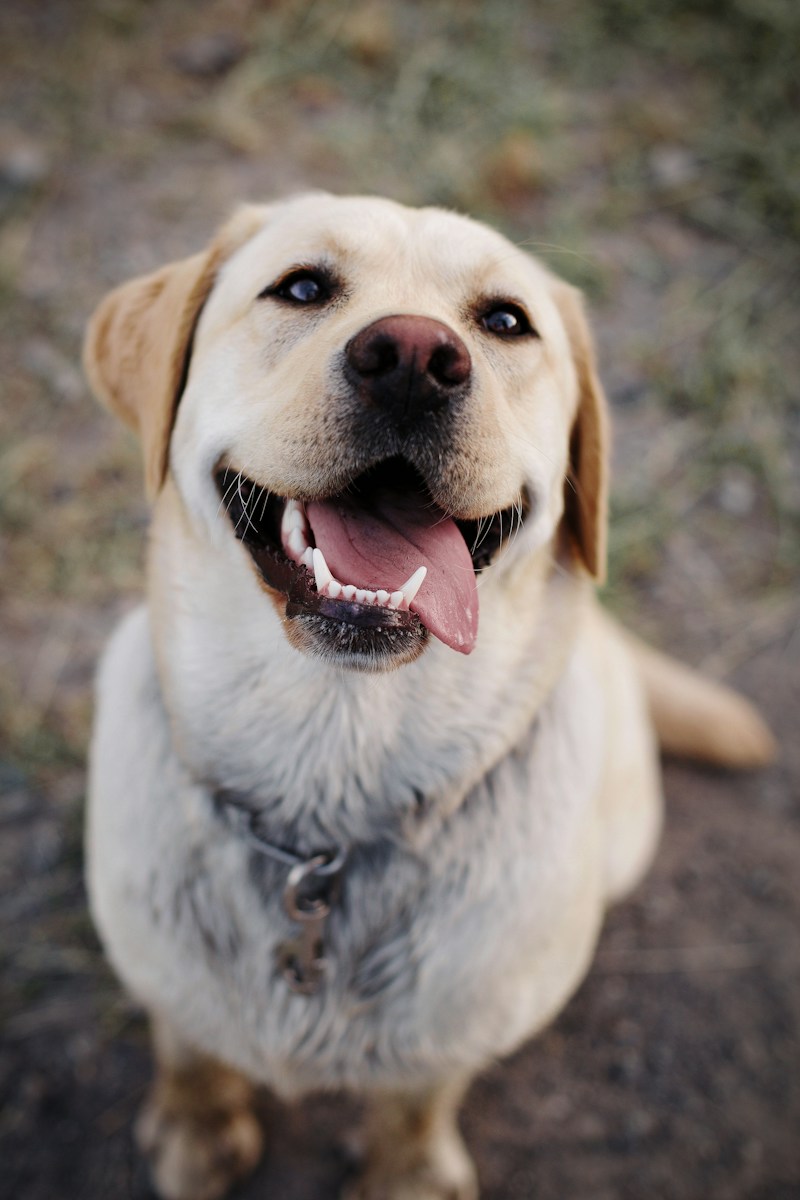 Bruno - 4yr Labrador, Gurugram