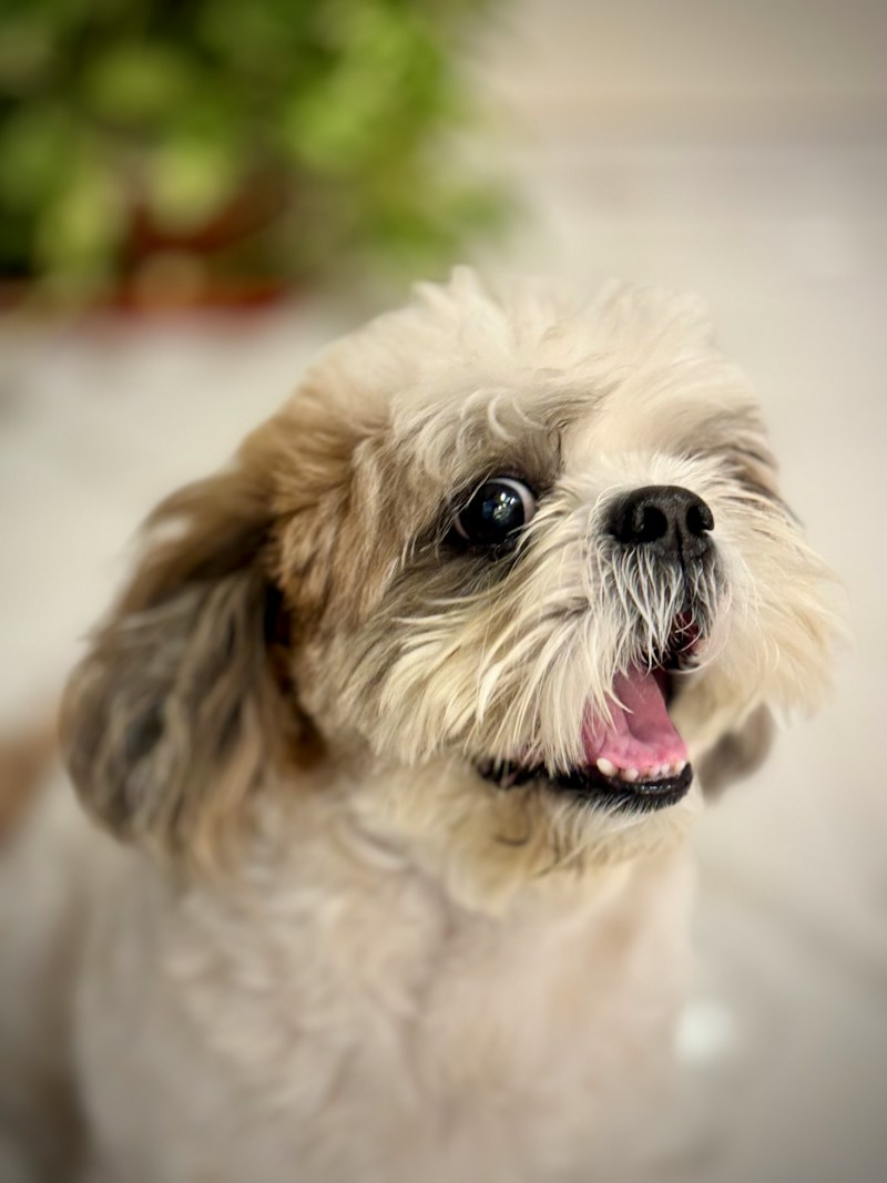 Mia - 1yr Shih Tzu, DLF Cyber City