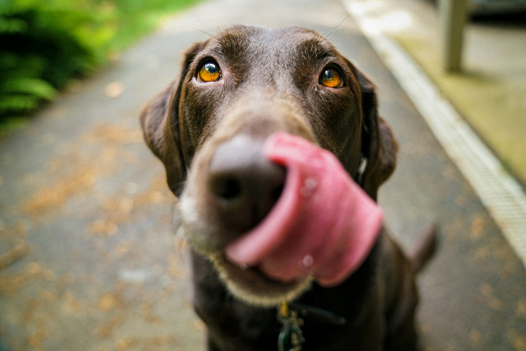 A happy Labrador licking its lips, waiting for a fresh meal